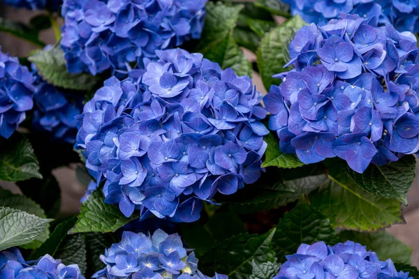Violet Blue Colored Hydrangea Hortensia Flowers Close — Stock Photo, Image