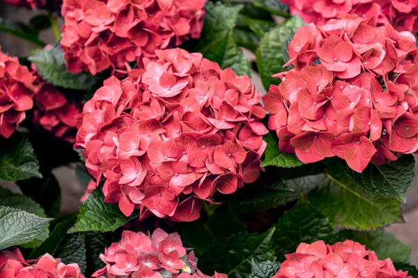 Korall Rosa Färgad Hortensia Eller Hortensia Blommor Närbild — Stockfoto