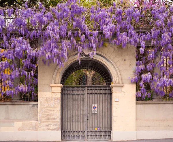 Florence Italië April 2022 Gebouwen Met Paarse Bloemdecoratie Langs Rivier — Stockfoto