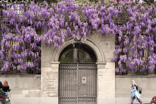 Florence Italie Avril 2022 Bâtiments Décorés Fleurs Violettes Long Fleuve — Photo