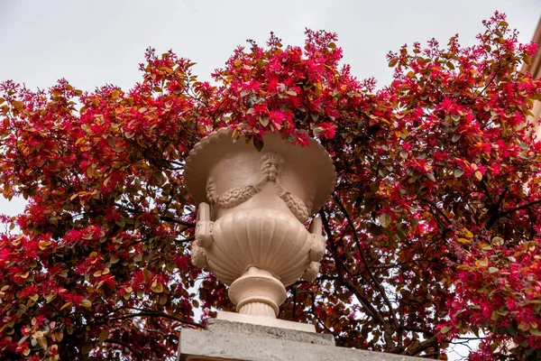 Decoração Clássica Jardim Com Flores Fúcsia Vaso Ornamentado Pedra Detalhe — Fotografia de Stock