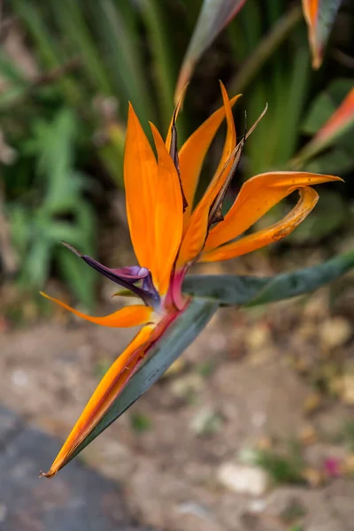 Close Shot Bird Paradise Flower Blossom Strelitzia Reginae Botanical Species —  Fotos de Stock