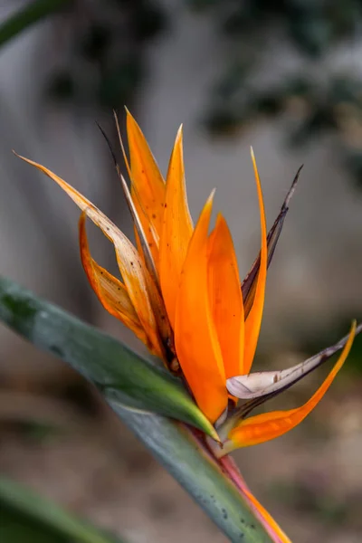 Colpo Ravvicinato Fiore Uccello Del Paradiso Specie Botaniche Strelitzia Reginae — Foto Stock