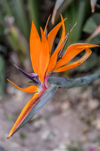 Primer Plano Pájaro Del Paraíso Flor Flor Strelitzia Reginae Especies —  Fotos de Stock