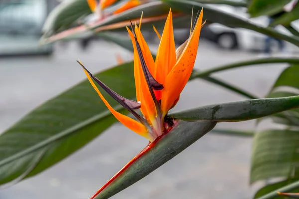 Nahaufnahme Von Paradiesvogel Blüte Strelitzia Reginae Botanische Spezies — Stockfoto