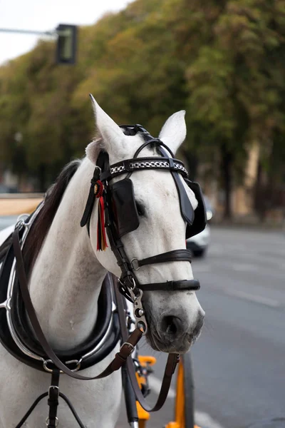Touristic Horse Carriages Plaza Toros Seville Spain — Stockfoto