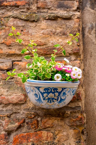 Shabby Ceramic Flower Pot Blossoming Plants Mounted Wall Rustic Italian — Fotografia de Stock