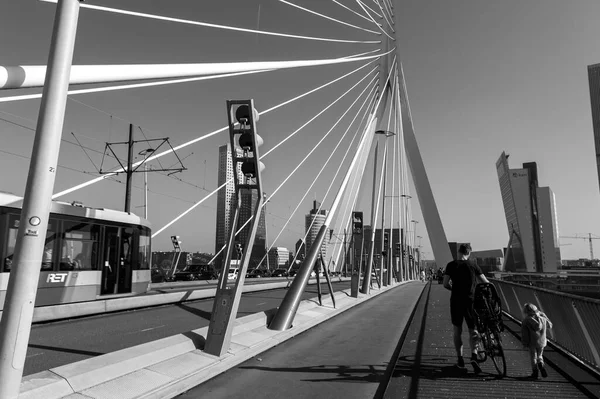 Roterdão Países Baixos Outubro 2021 Ponte Erasmus Sobre Rio Maas — Fotografia de Stock