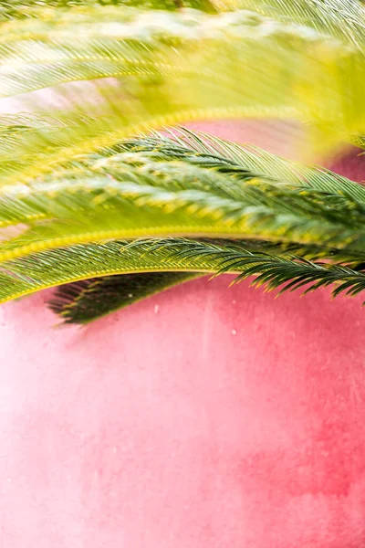 Old concrete wall fragment with palm leaves, painted stucco texture background