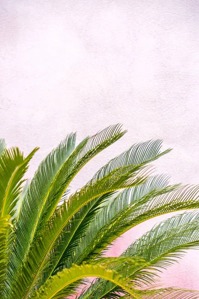 Old concrete wall fragment with palm leaves, painted stucco texture background
