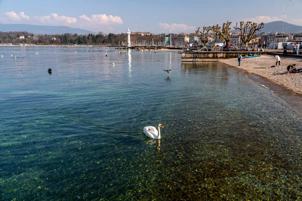 Женева Швейцария Марта 2022 Года Сценический Вид Белого Лебедя Плавающего — стоковое фото