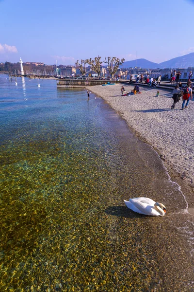 Geneve Switzerland March 2022 Scenic View White Swan Swimming Turquoise — Stock Photo, Image