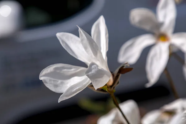 Witte Magnolia Bloemen Bloeien Tak Lente Flora Achtergrond — Stockfoto