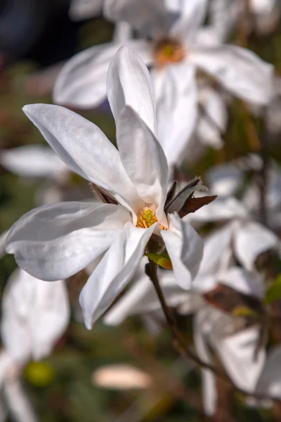 Witte Magnolia Bloemen Bloeien Tak Lente Flora Achtergrond — Stockfoto