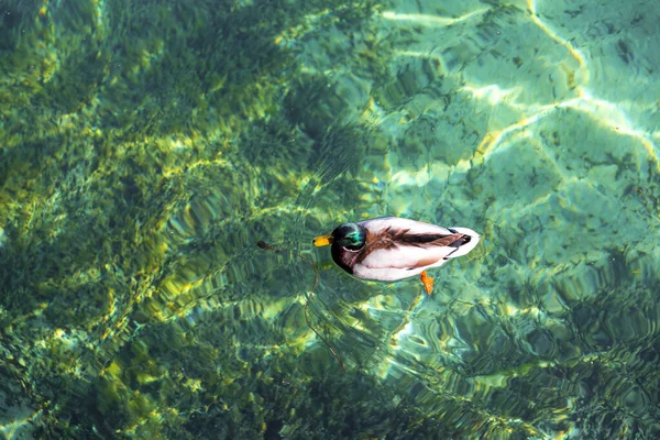ジュネーブ湖のターコイズブルーの海で泳ぐアヒルの景色 ハーバー — ストック写真