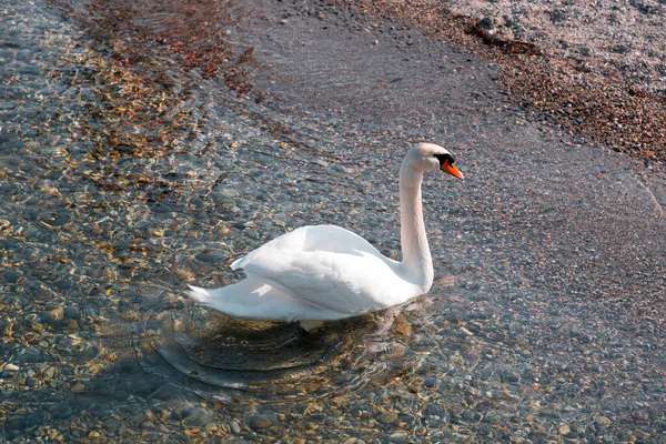 ジュネーブ湖のターコイズブルーの海で泳ぐ白い白鳥の風景 ハーバー — ストック写真