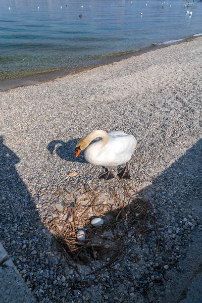 ジュネーブ港のジュネーブ湖のそばの白い白鳥の風景 — ストック写真