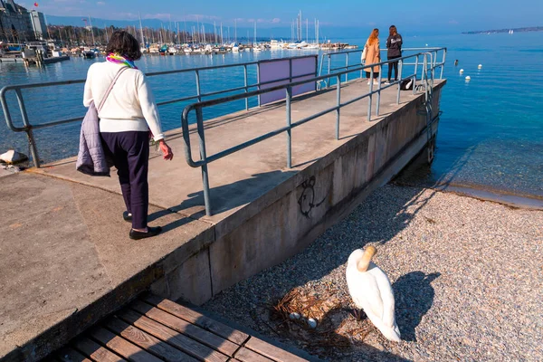 Szenische Ansicht Eines Weißen Schwans Neben Ihren Eiern Genfer See — Stockfoto