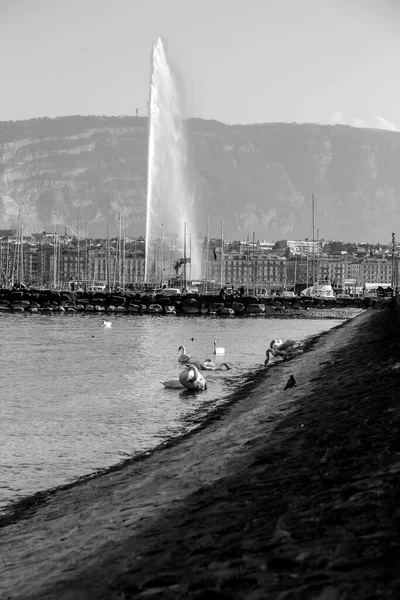 Geneve Switzerland March 2022 Scenic View White Swan Swimming Turquoise — Stock Photo, Image