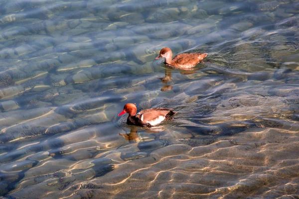 Szenische Ansicht Einer Ente Die Türkisfarbenen Wasser Des Genfer Sees — Stockfoto