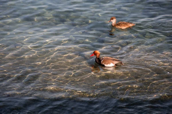 Szenische Ansicht Einer Ente Die Türkisfarbenen Wasser Des Genfer Sees — Stockfoto