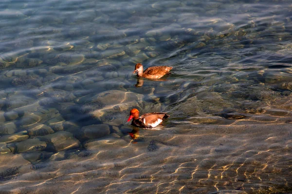 Szenische Ansicht Einer Ente Die Türkisfarbenen Wasser Des Genfer Sees — Stockfoto