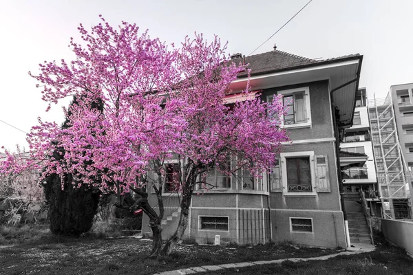 Old and abandoned residential building with a pink blossoming cherry tree in the garden.