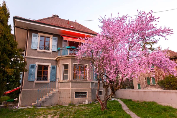 Old and abandoned residential building with a pink blossoming cherry tree in the garden.