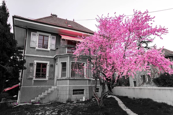 Antiguo Abandonado Edificio Residencial Con Cerezo Rosa Flor Jardín —  Fotos de Stock