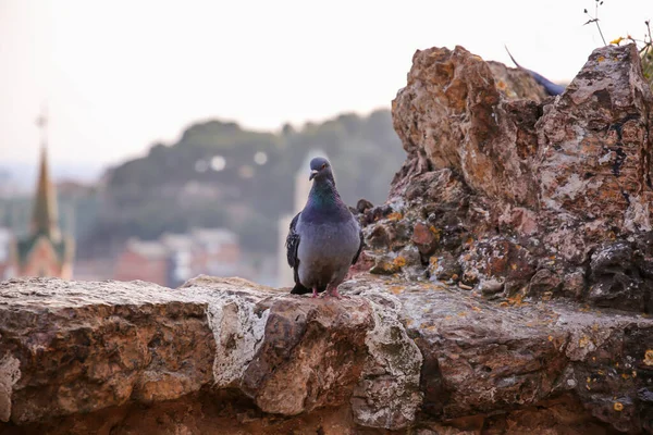 Barselona Katalonya Spanya Daki Park Guell Kaya Duvarlarında Ortak Güvercin — Stok fotoğraf