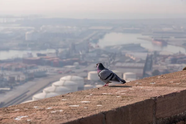 Barcelona Katalonya Spanya Daki Montjuic Kalesi Nde Dinlenen Tek Bir — Stok fotoğraf