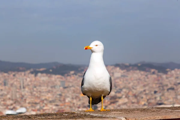 Jeden Bílý Racek Stojí Hradě Montjuic Barceloně Katalánsko Španělsko — Stock fotografie