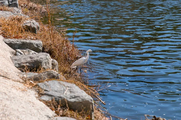 Caza Única Garzas Nevadas Alrededor Del Río Ebro Zaragoza Aragón — Foto de Stock