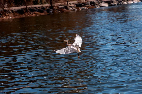 Single Snowy Egret Hunting Ebro River Zaragoza Aragon Spain — Stock Photo, Image