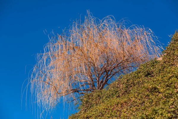青い空に対して丘の上に一本の裸の柳の木 — ストック写真