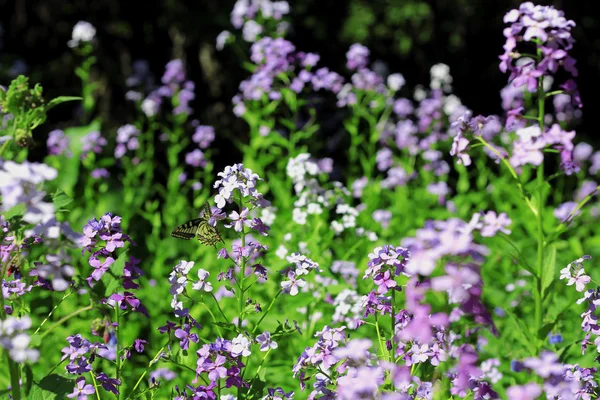 Grön fjäril flyger över sommaren berg äng — Stockfoto