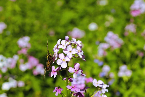 Mariposa gris volando sobre el prado de las montañas de verano — Foto de Stock