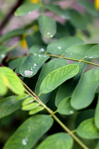 Капля воды на зеленые листья после дождя — стоковое фото
