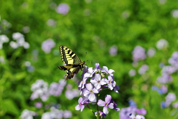 夏の山草原の上を飛んで黄色の蝶 — ストック写真