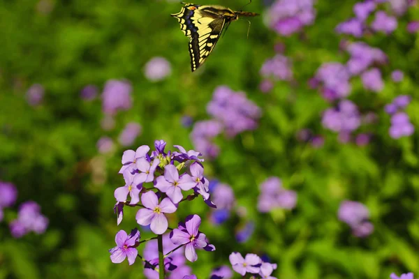 夏の山草原の上を飛んで黄色の蝶 — ストック写真