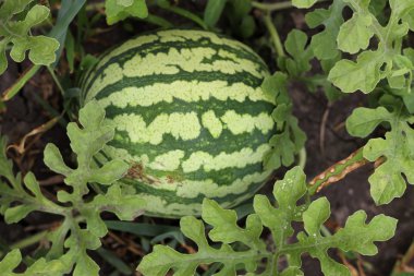 sahada çizgili yeşil karpuz