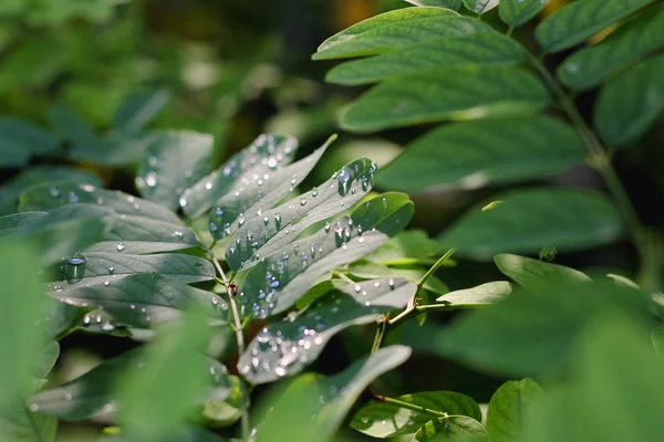Капля воды на зеленые листья после дождя — стоковое фото