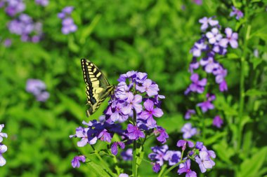 Sarı kelebek yaz dağ çayır üzerinde uçan