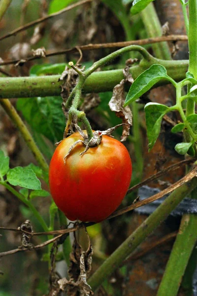 ブッシュに成長している赤いトマト — ストック写真