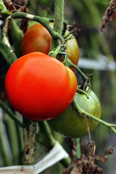 Pomodoro rosso con foglie verdi in crescita — Foto Stock