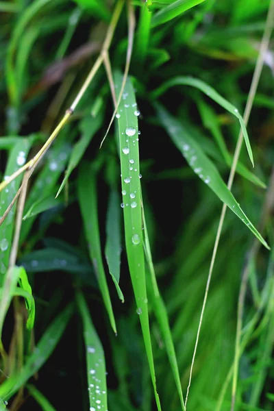 Tau auf den Blättern nach Regen — Stockfoto