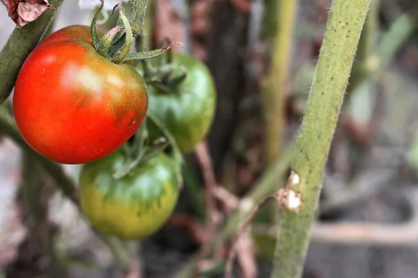 Um tomate vermelho crescendo no arbusto — Fotografia de Stock