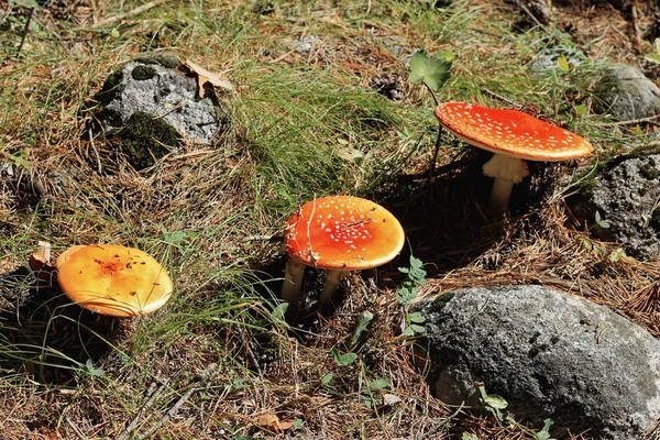 Červená otrávená houba rostoucí v letním lese — Stock fotografie