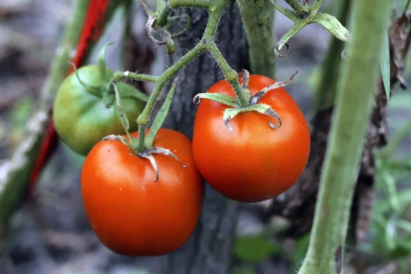 Um tomate vermelho crescendo no arbusto — Fotografia de Stock
