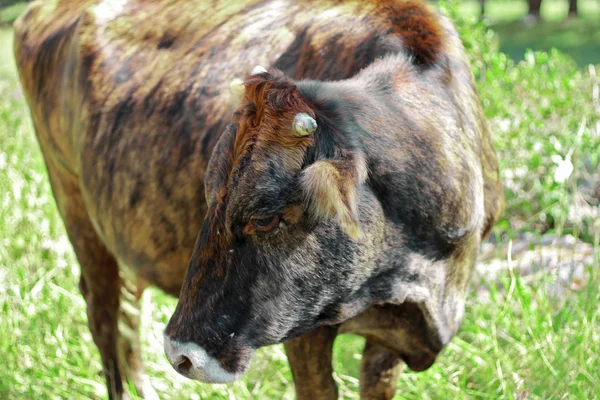 Passeggiata della mucca sul prato di montagna — Foto Stock